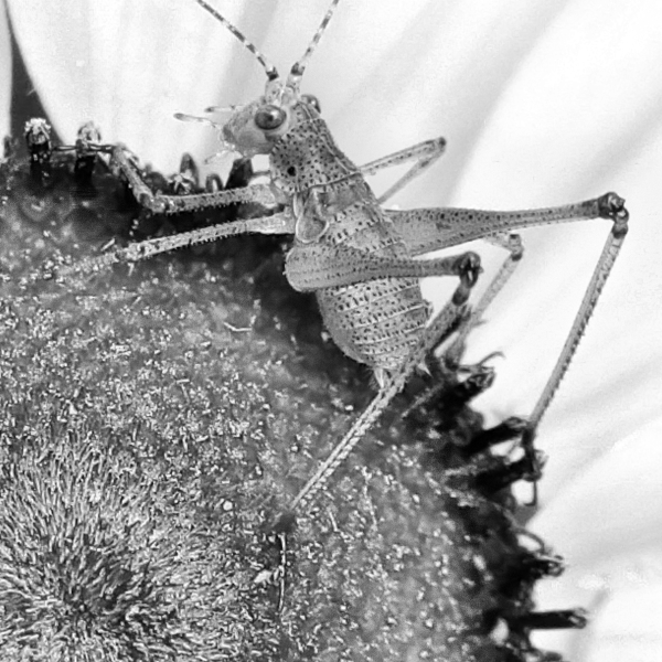 Aphidoidea